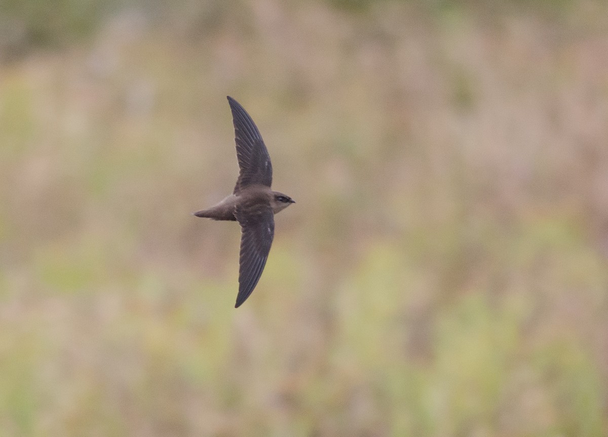 Chimney Swift - ML20254081