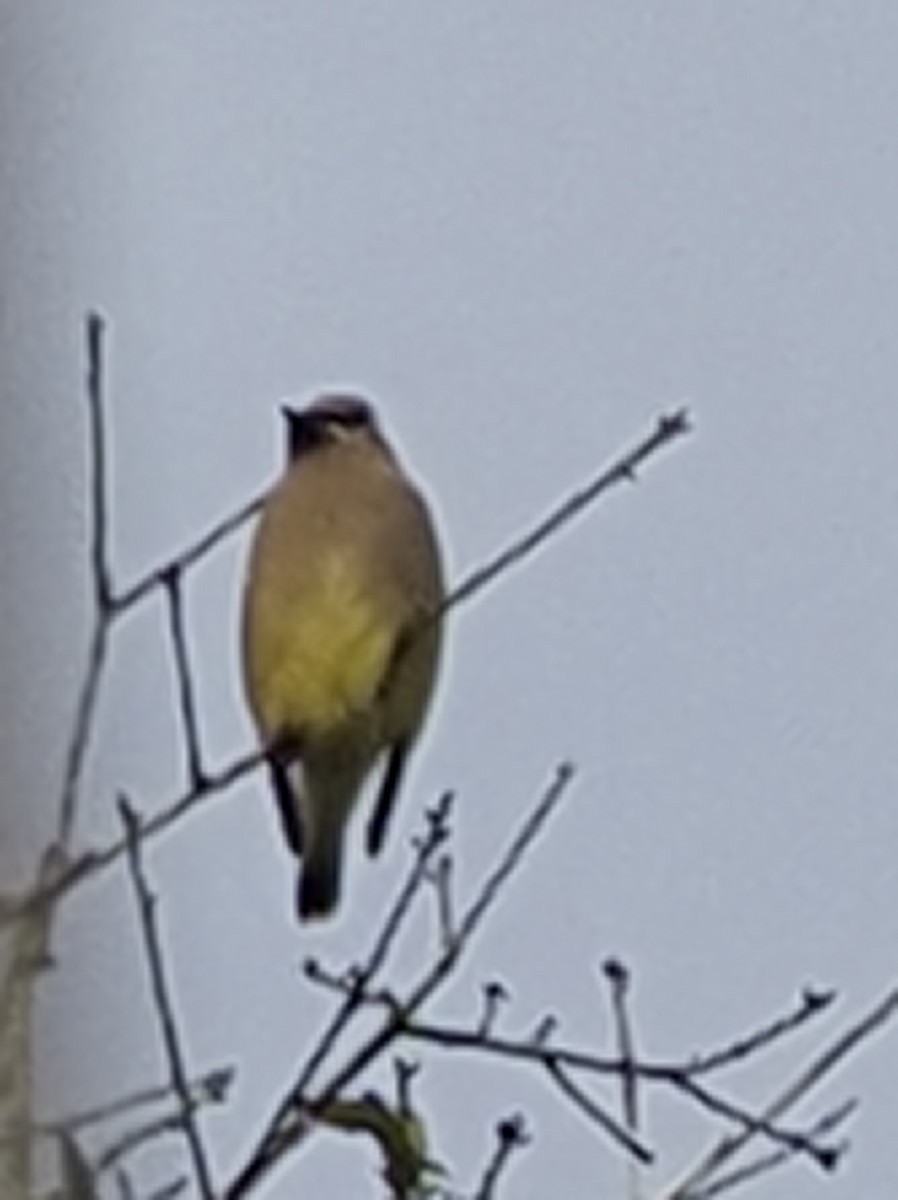 Cedar Waxwing - Milton Paul