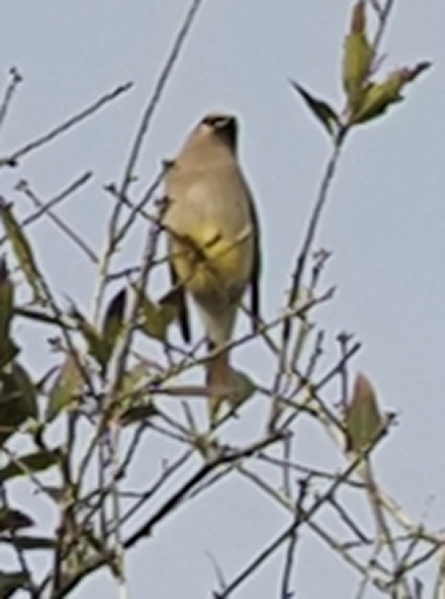 Cedar Waxwing - ML202540831