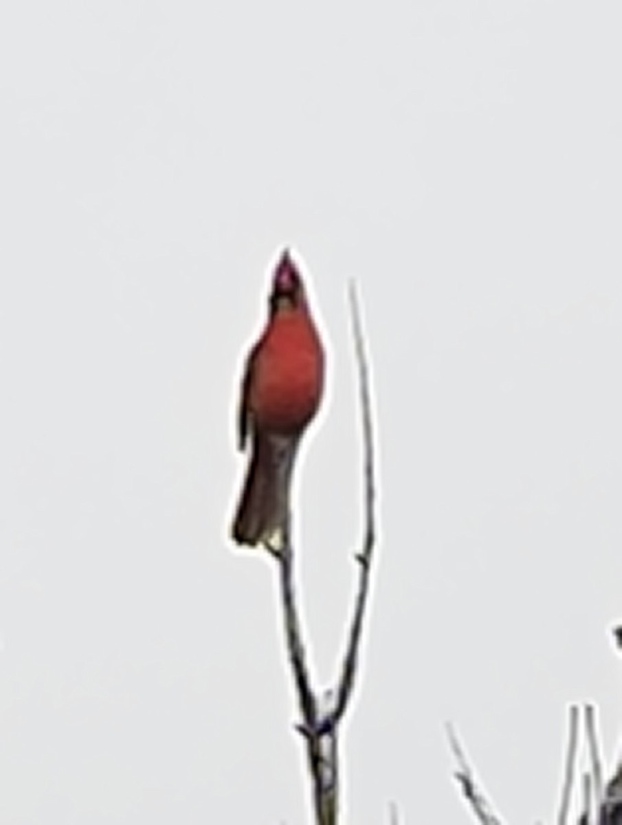 Cardinal rouge - ML202541011