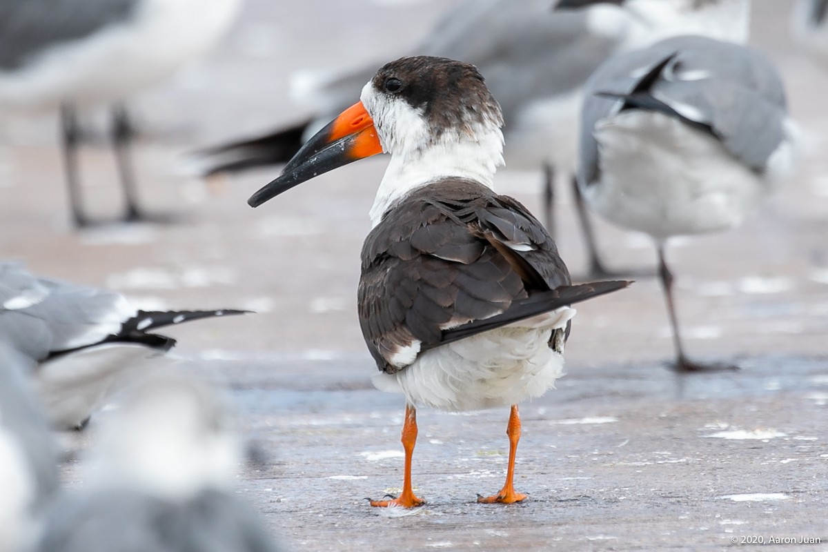 Black Skimmer - ML202542751