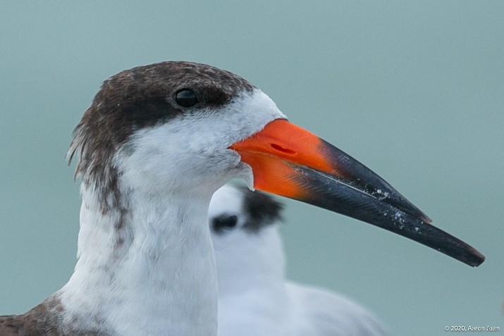 Black Skimmer - ML202542791