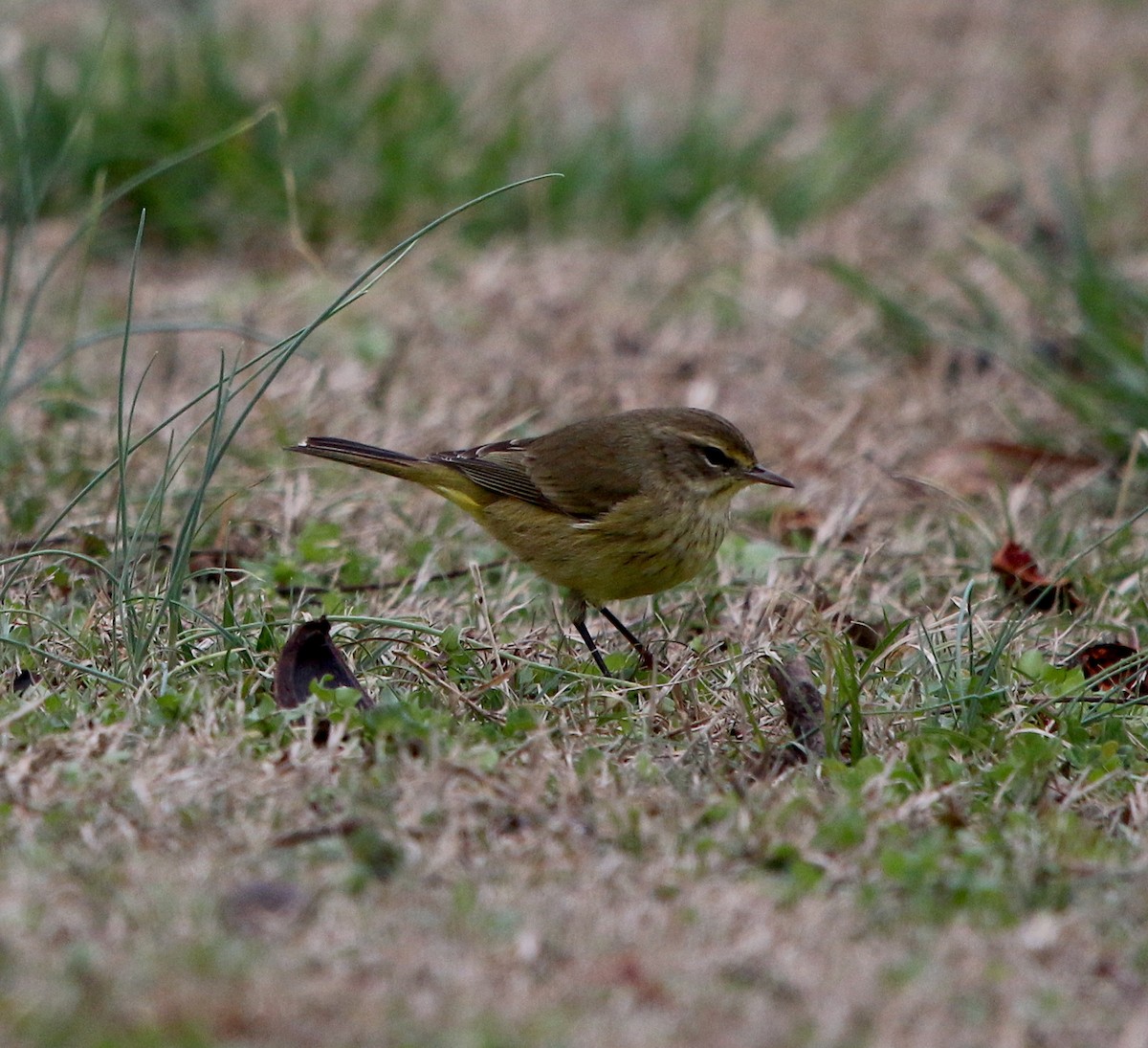 Palm Warbler - ML202542901