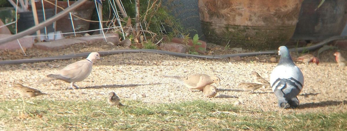 Common Ground Dove - Mauro Colabianchi
