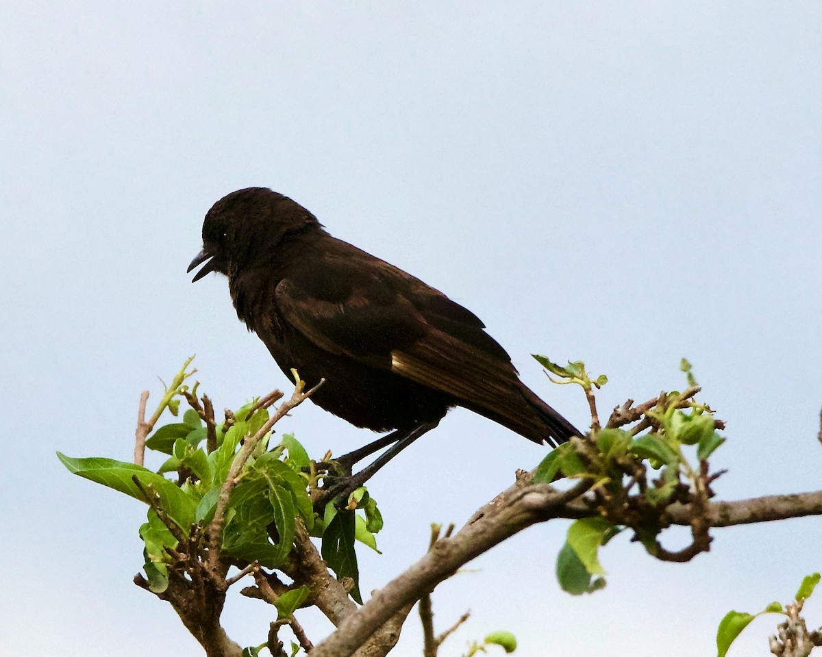 Northern Anteater-Chat - Peder Svingen