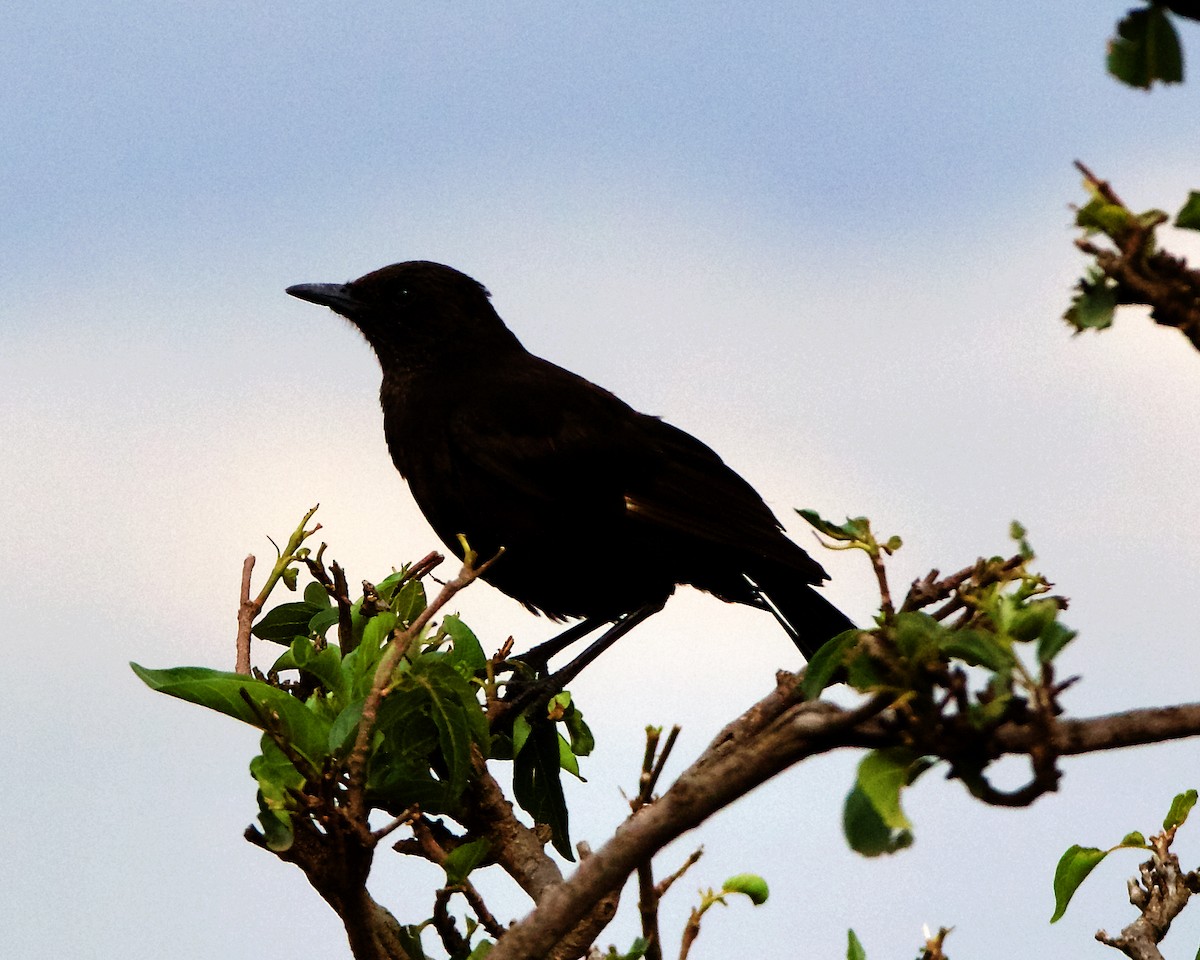 Northern Anteater-Chat - ML202545701