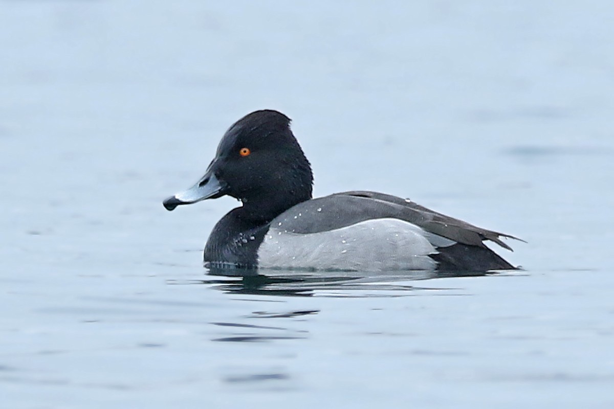 Common Pochard x Tufted Duck (hybrid) - Volker Hesse