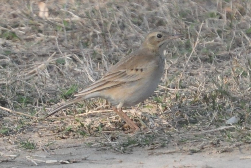 Long-billed Pipit - ML202546391