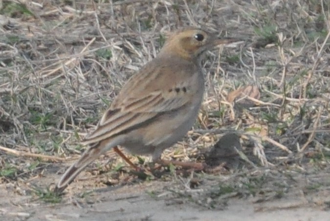 Long-billed Pipit - ML202546401