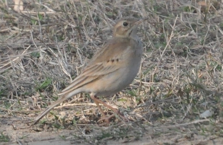 Long-billed Pipit - ML202546411