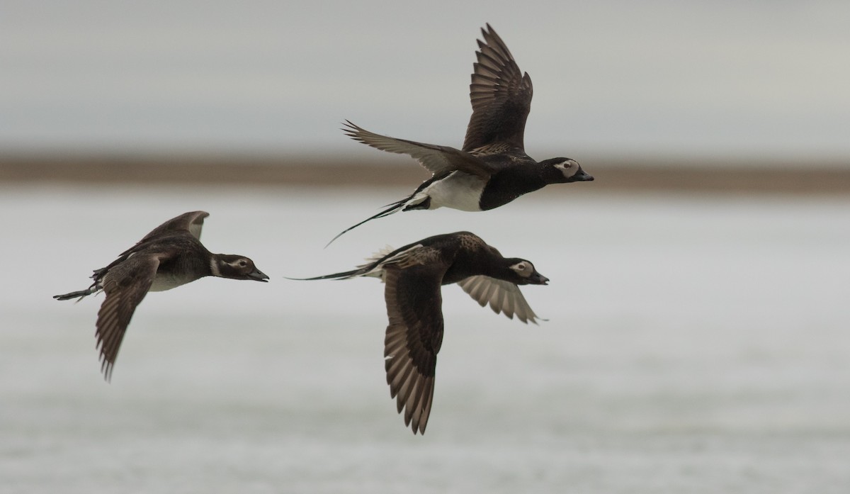 Long-tailed Duck - Andrew Dreelin