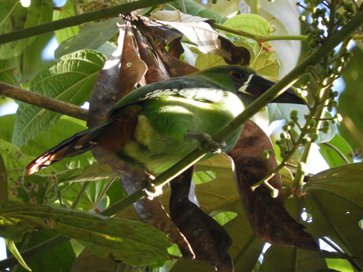 Toucanet à gorge blanche - ML202548721