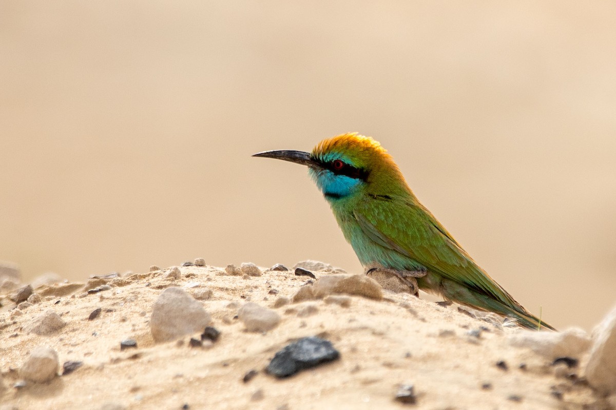 Arabian Green Bee-eater - Nikos Mavris