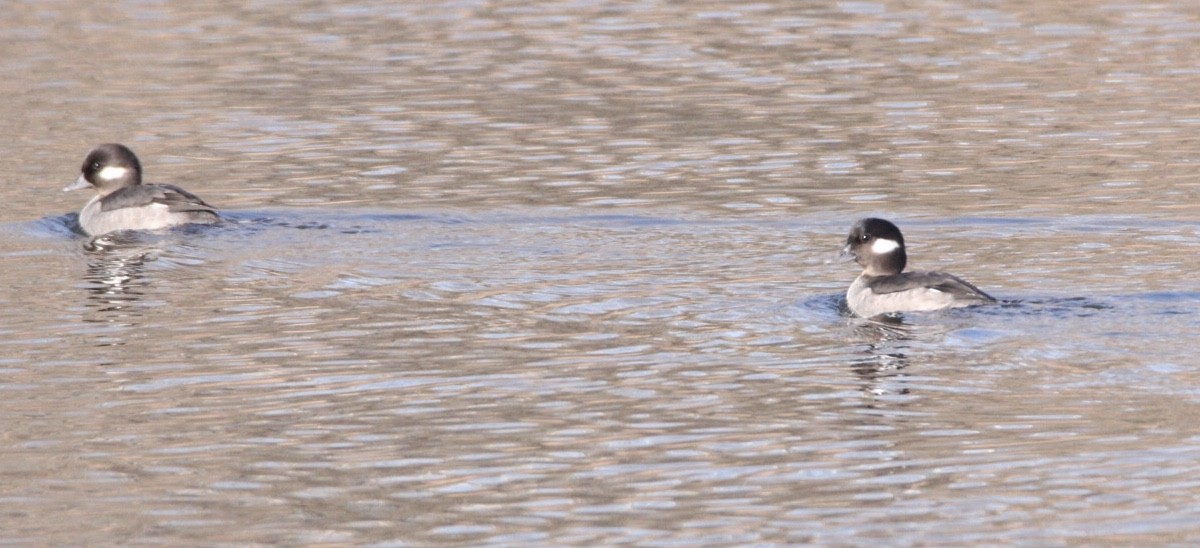 Bufflehead - Jim Grieshaber