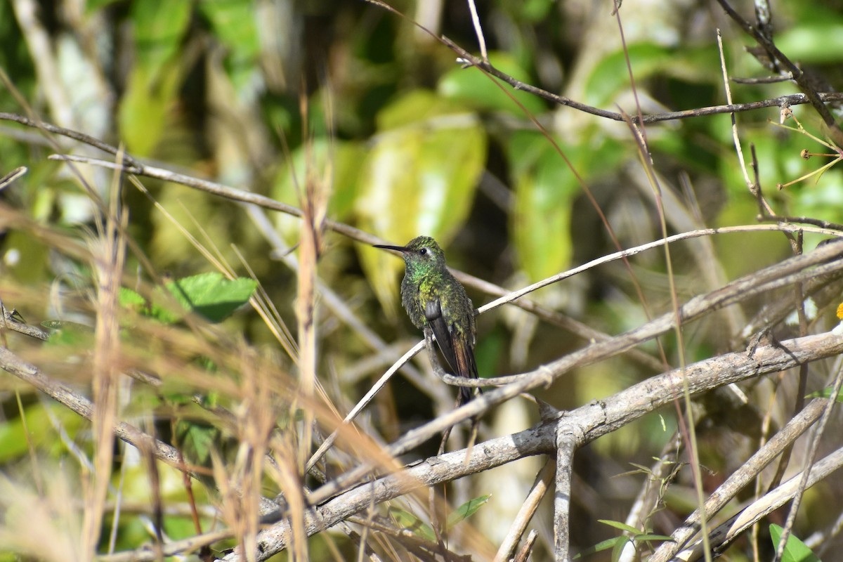 kolibřík kubánský - ML202549531
