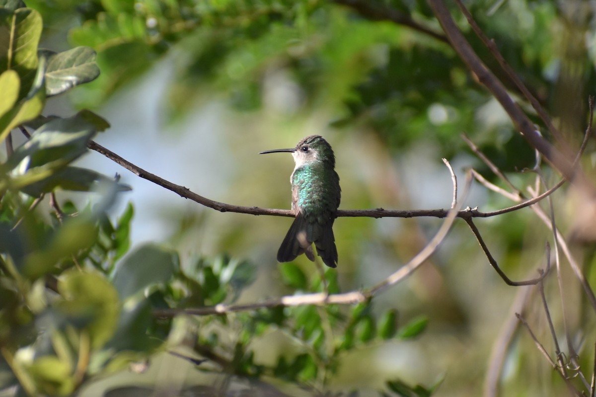 kolibřík kubánský - ML202549561