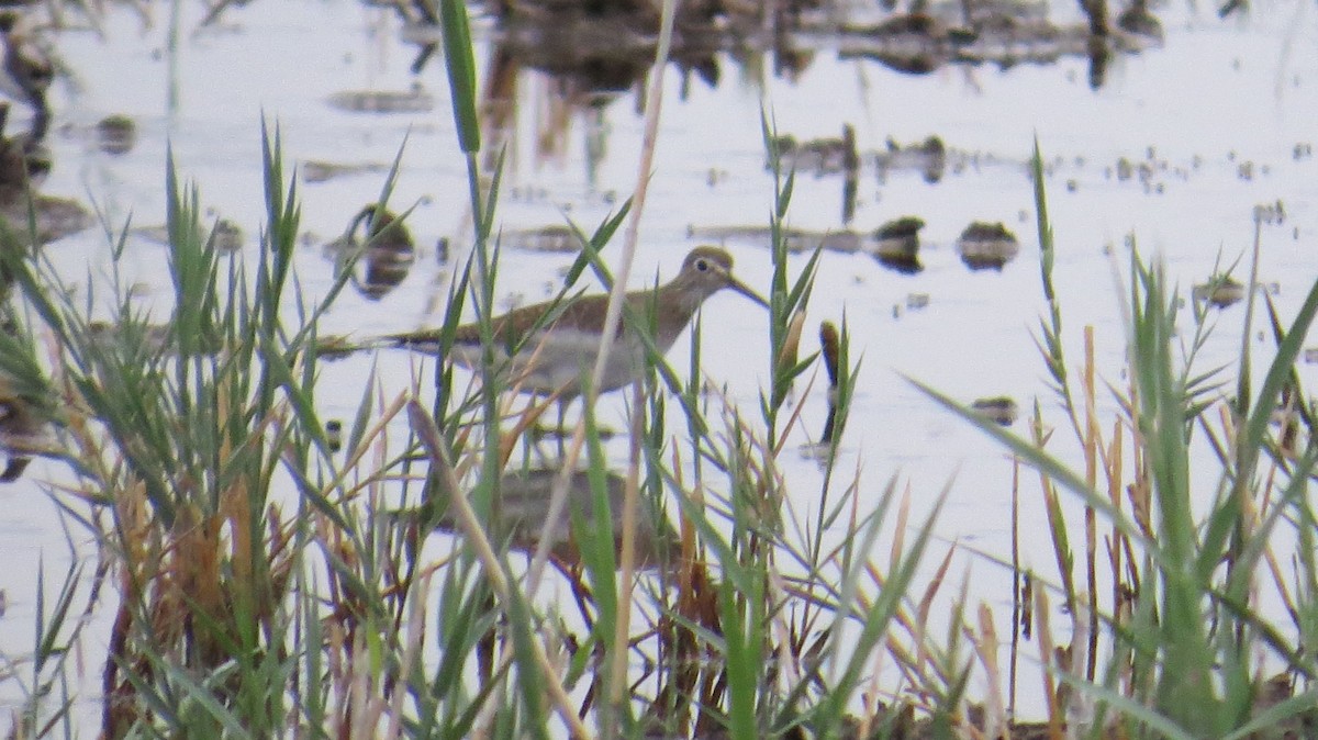 Solitary Sandpiper - Mike Hearell