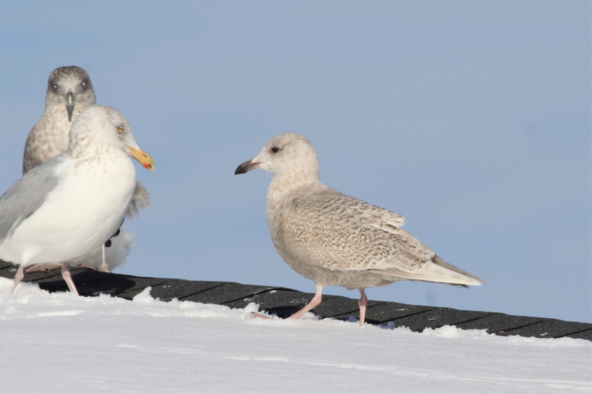 Iceland Gull - Margaret Viens