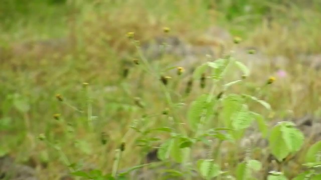 アラビアイワシャコ - ML202551881