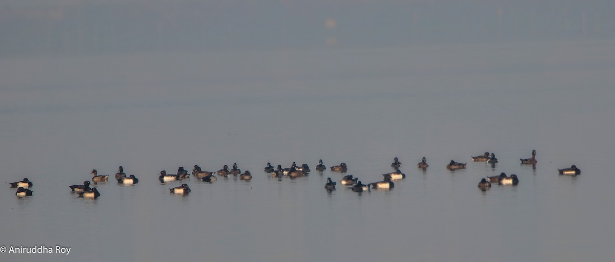 Tufted Duck - ML202552011