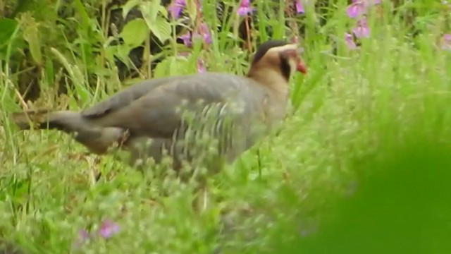 アラビアイワシャコ - ML202552481