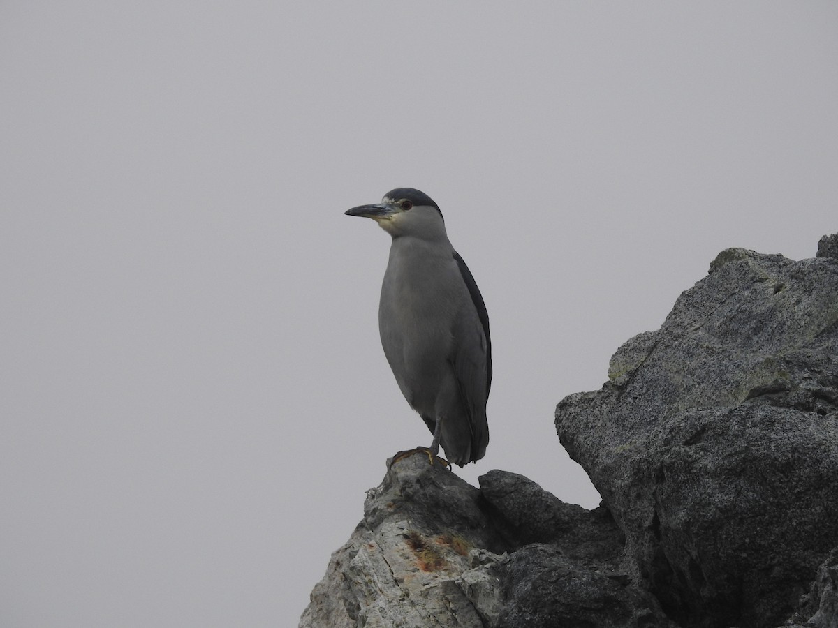 Black-crowned Night Heron - Mariamercedes Antezana Aponte