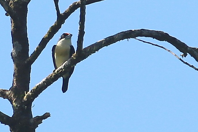 Orange-fronted Barbet - ML202552531