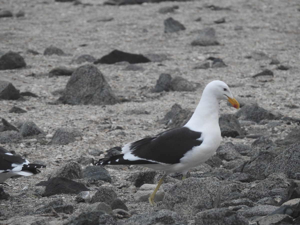 Kelp Gull - ML202552621