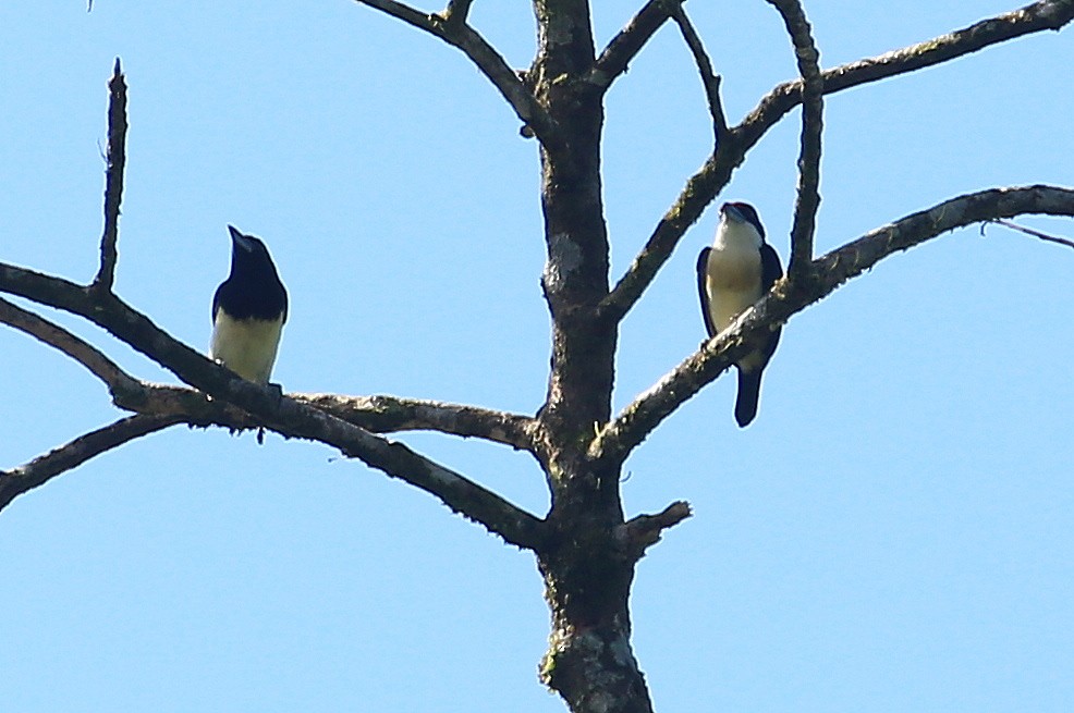 Orange-fronted Barbet - ML202552651