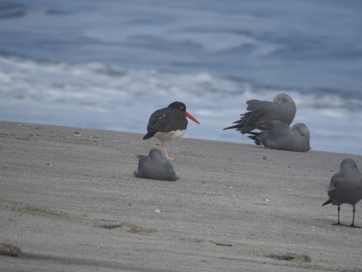 American Oystercatcher - ML202552791