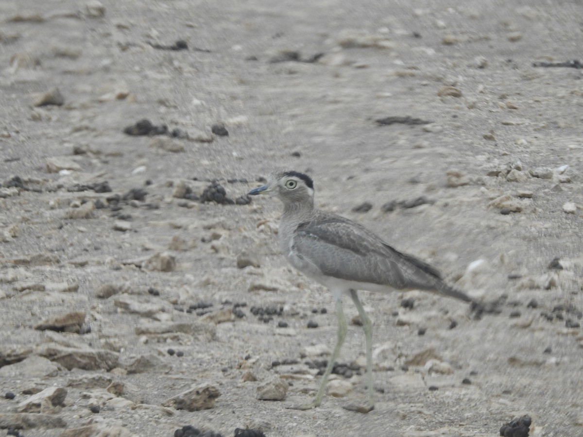 Peruvian Thick-knee - ML202553031