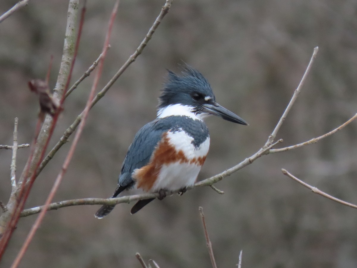 Belted Kingfisher - ML202553461