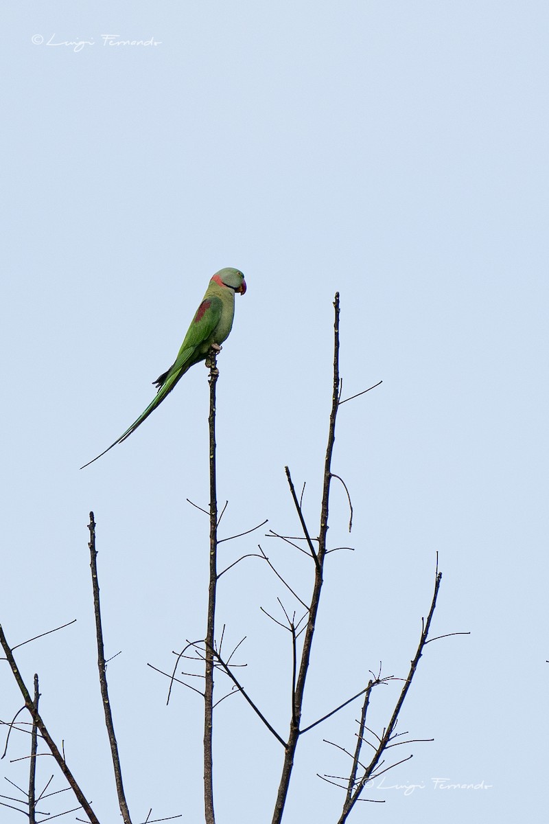 Alexandrine Parakeet - ML202554241