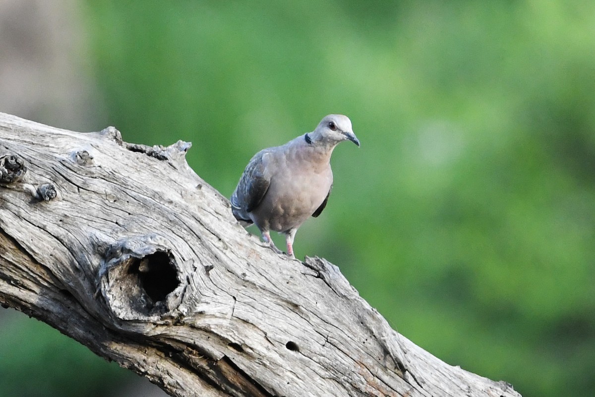 Red-eyed Dove - ML202554791