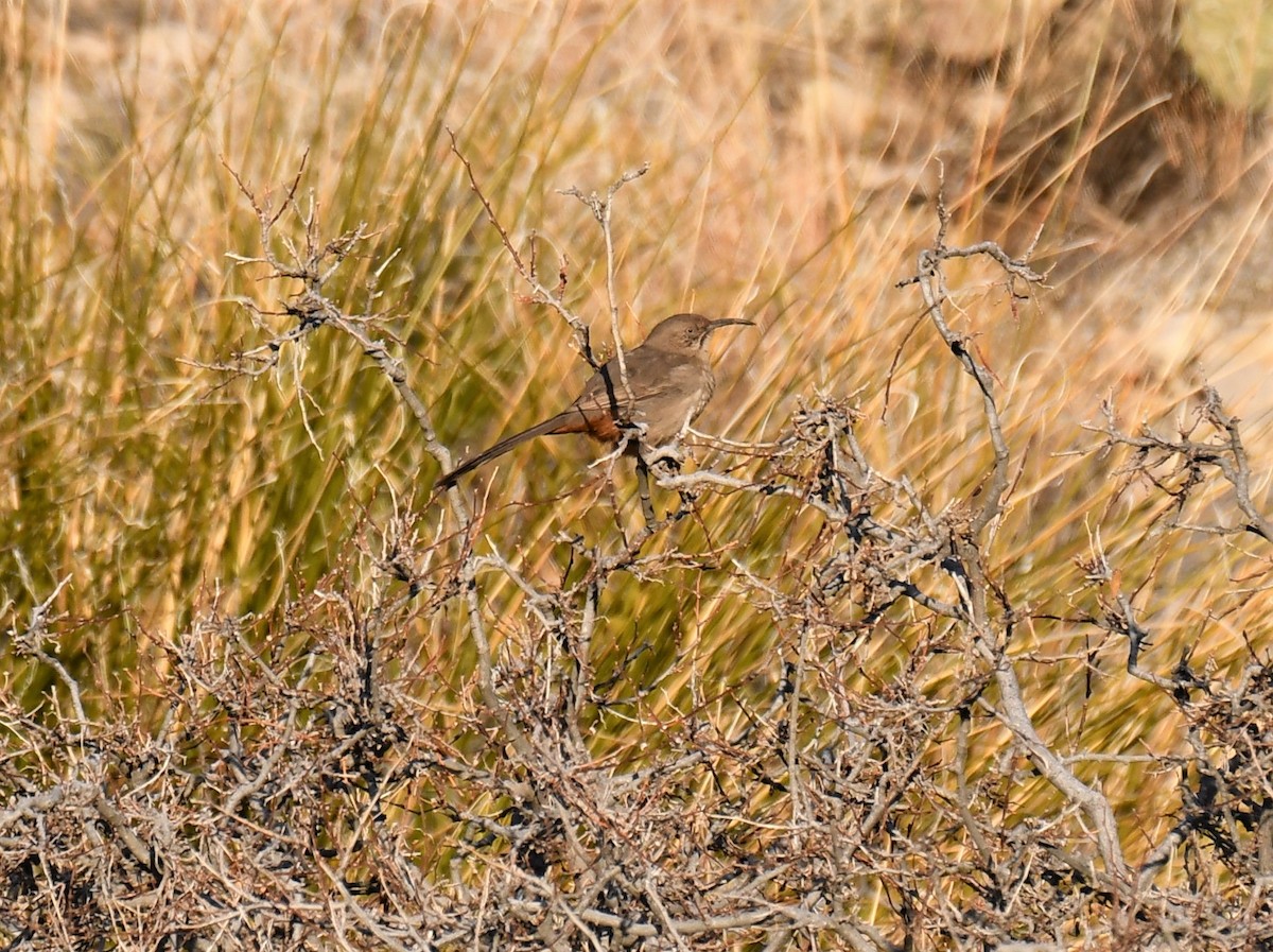 Crissal Thrasher - ML202556081