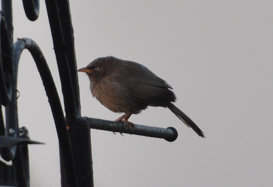 Jungle Babbler - ML202556261