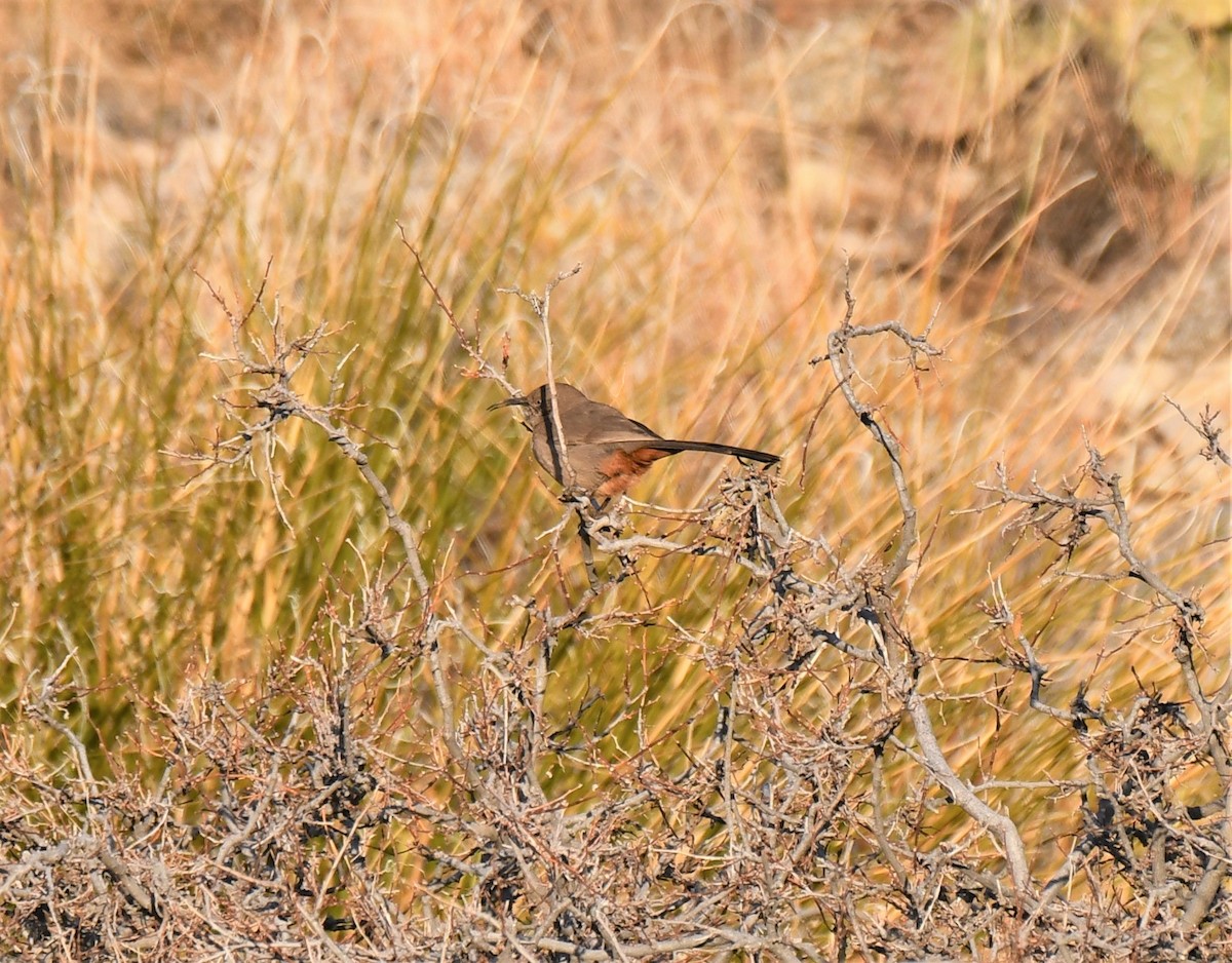 Crissal Thrasher - ML202556481