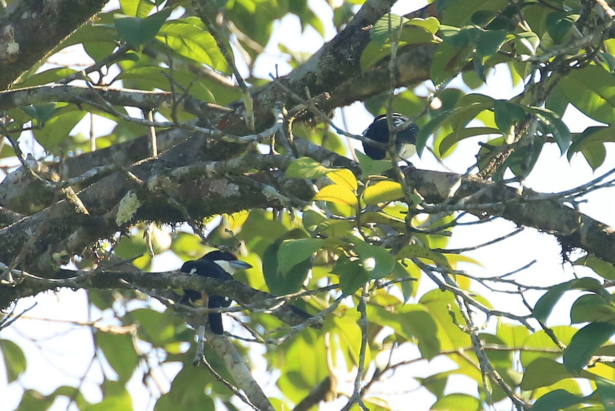 Orange-fronted Barbet - ML202557401