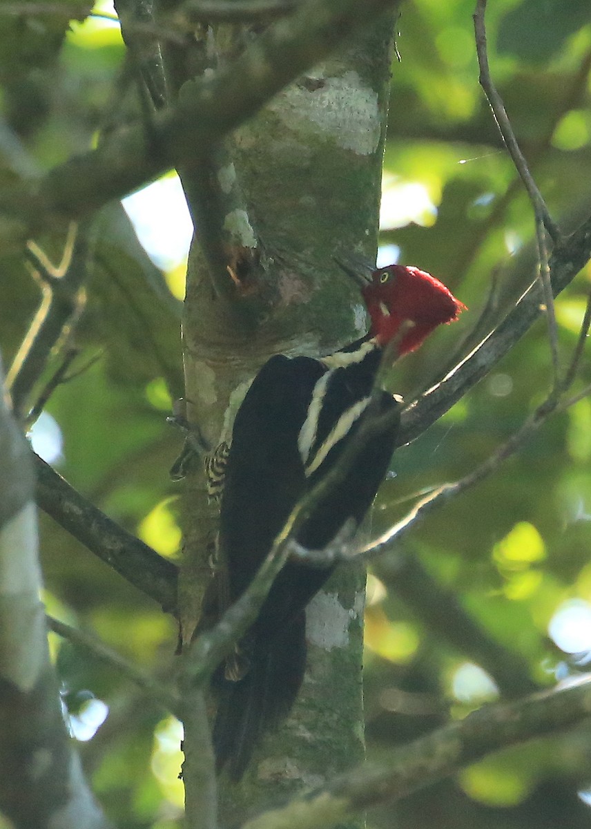 Guayaquil Woodpecker - ML202557711