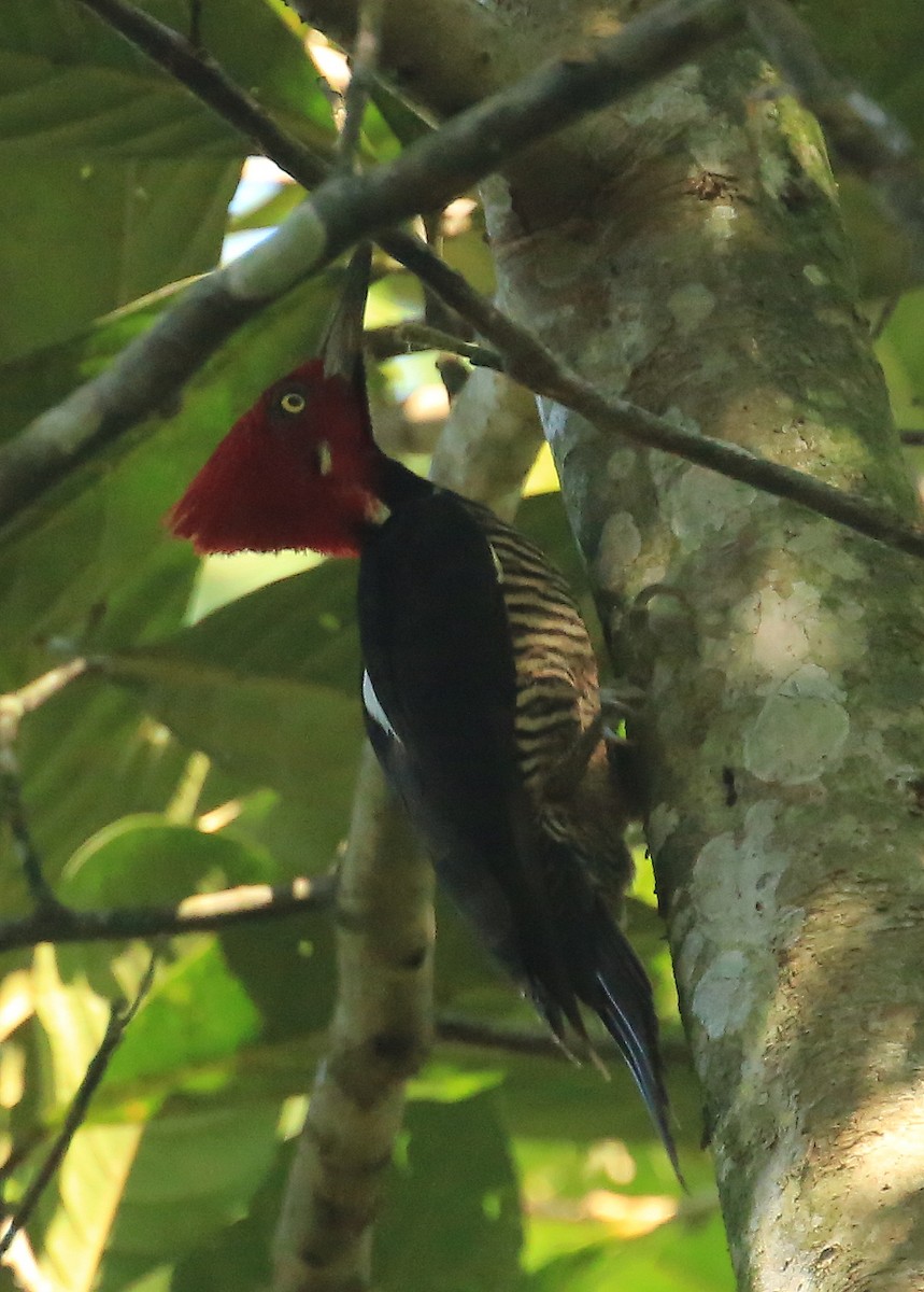 Guayaquil Woodpecker - ML202557741