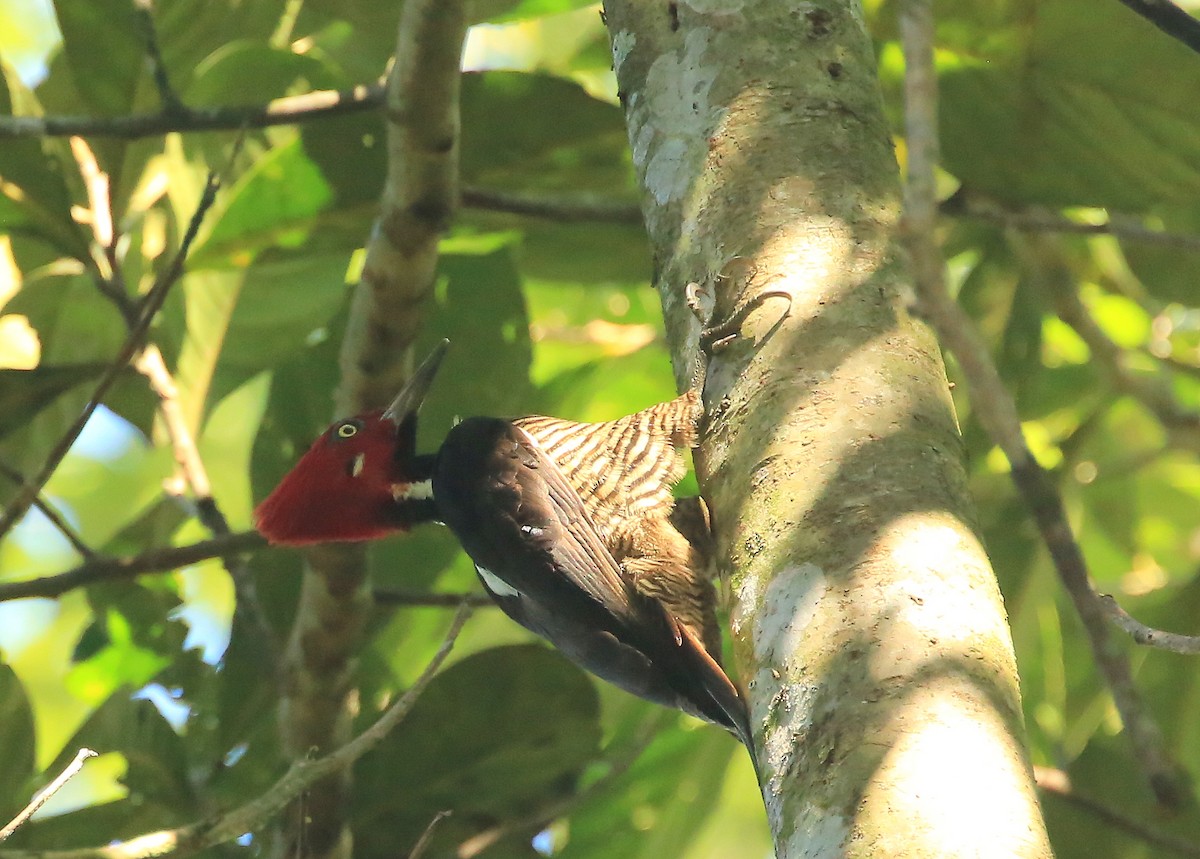Guayaquil Woodpecker - ML202557751