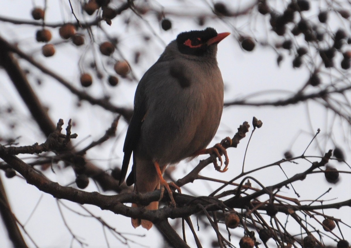 Bank Myna - ML202557951