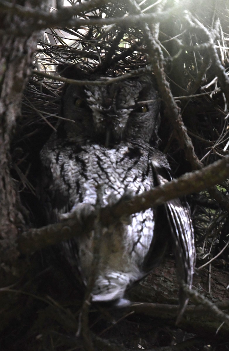 Western Screech-Owl - amaya bechler