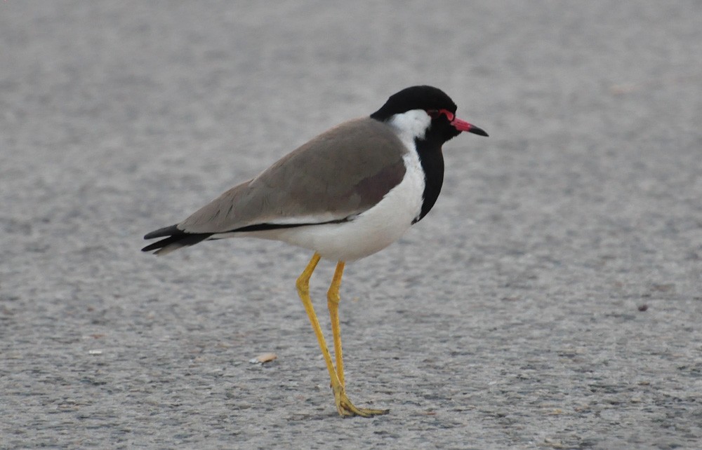 Red-wattled Lapwing - ML202558491