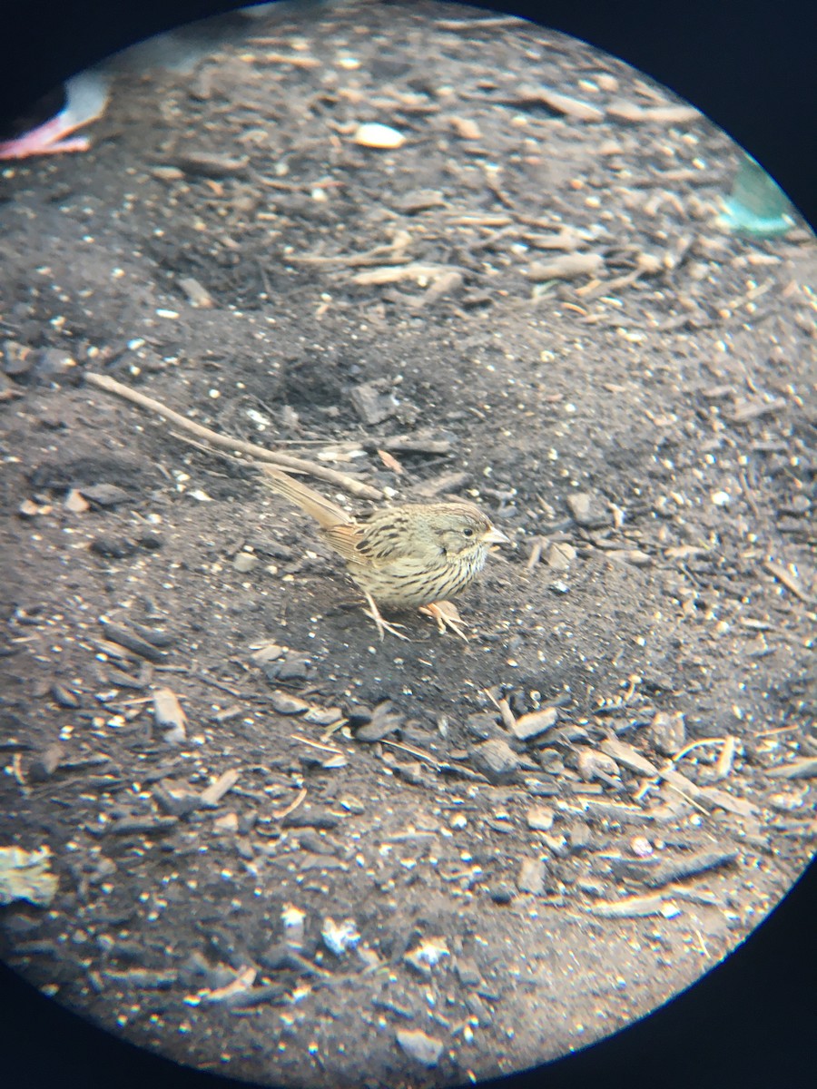 Lincoln's Sparrow - ML202558791