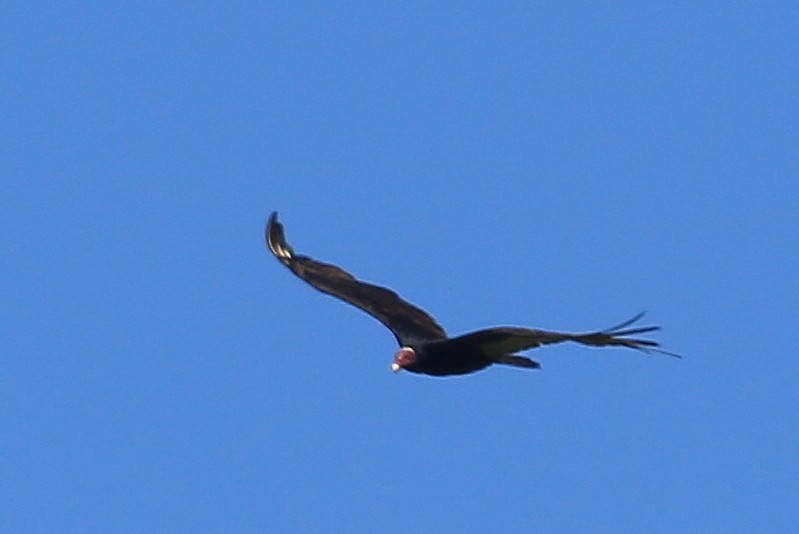Turkey Vulture (Tropical) - ML202558881