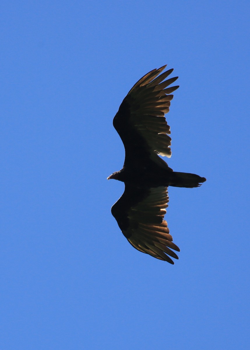 Turkey Vulture (Tropical) - ML202558901