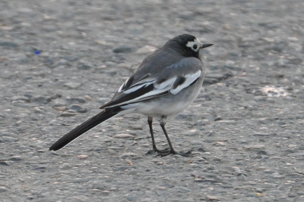 White Wagtail - ML202559141