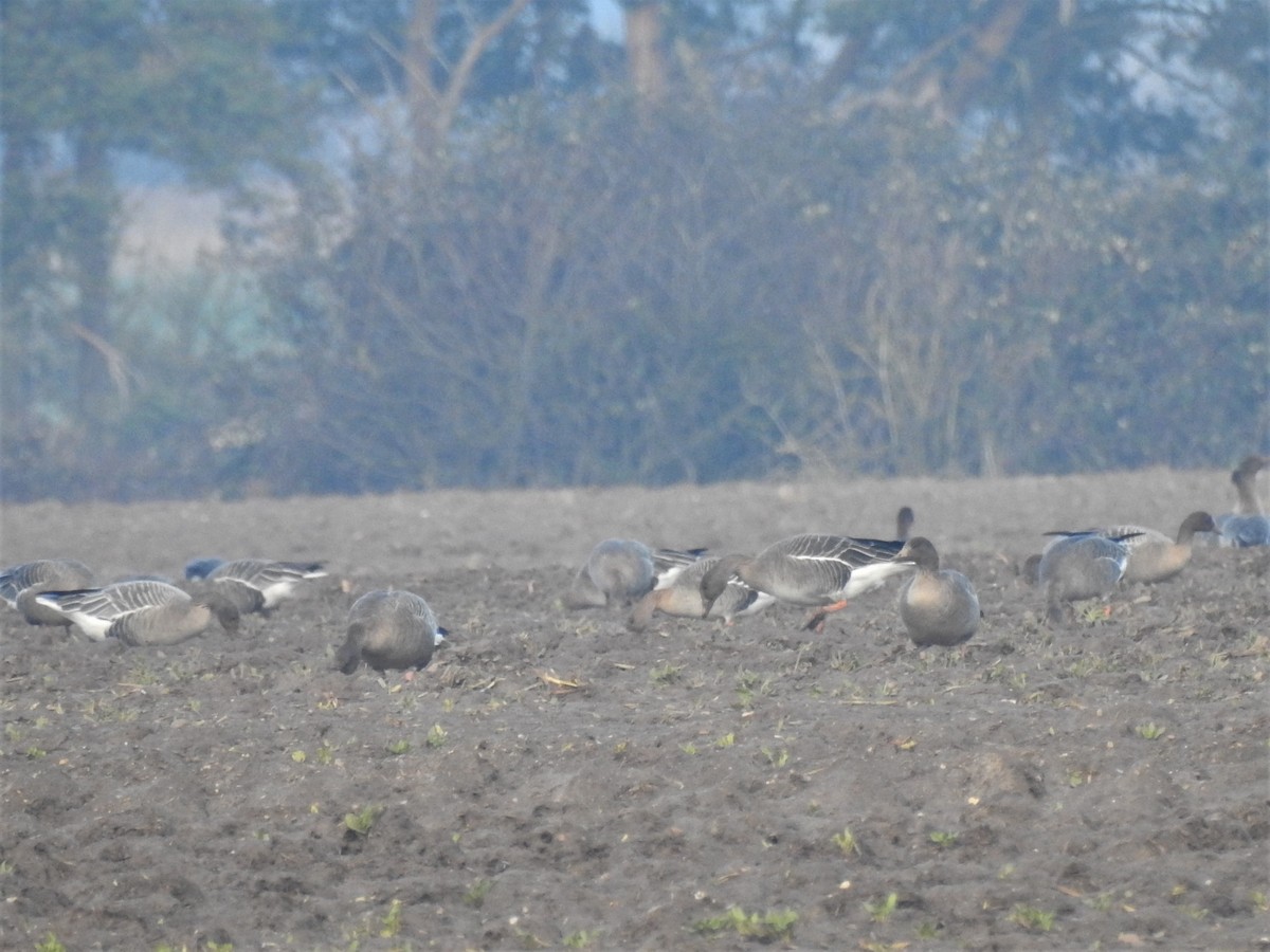 Tundra Bean-Goose - Ryan Irvine