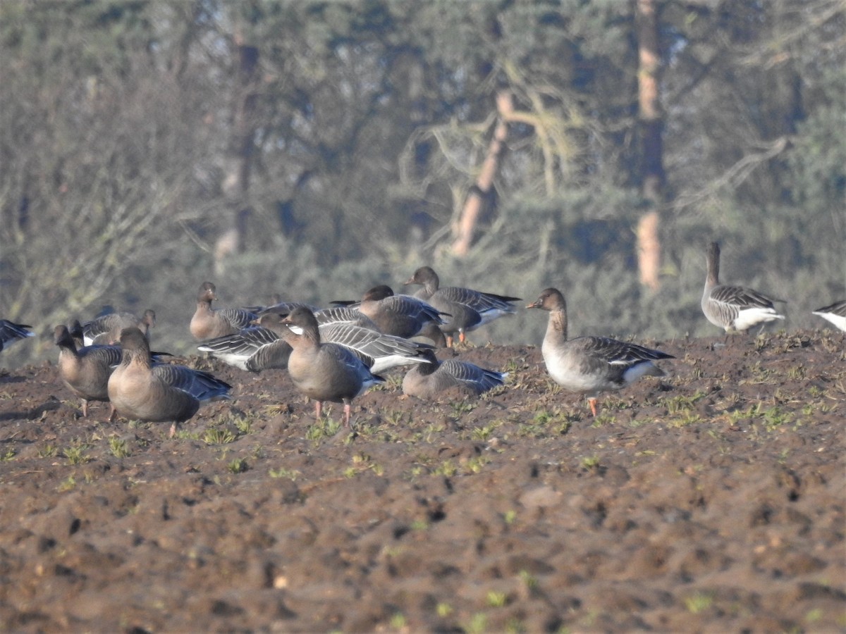 Tundra Bean-Goose - Ryan Irvine